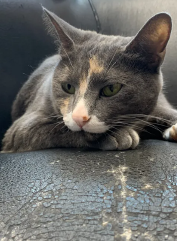 Chloe