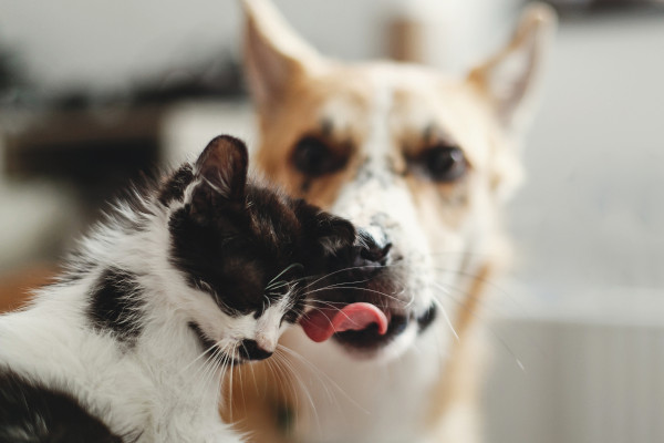 Picture of dog and cat